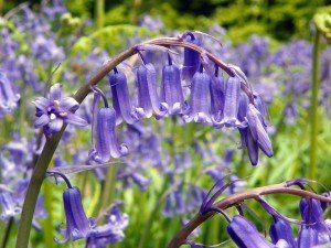 Bluebell_aka_Hyacinthoides_non-scripta