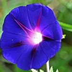 Close-up_of_a_blue_and_pink_Morning_Glory_flower