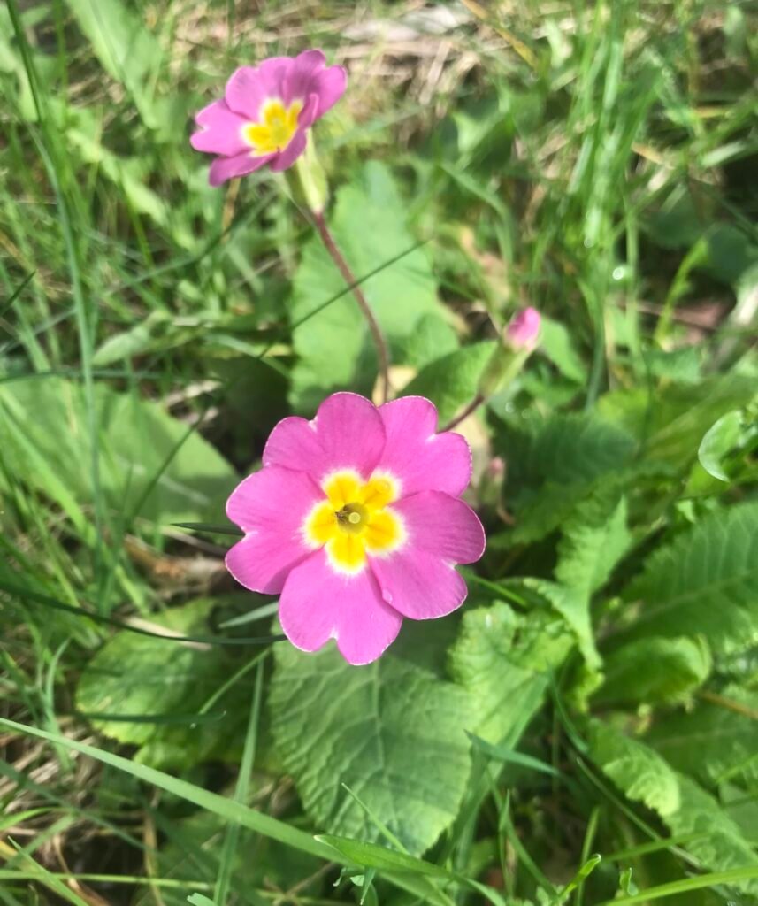 Open to Life : the Heart of Awareness (part vii) – new recording