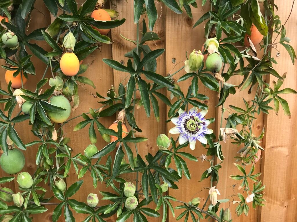 The Open Door of Emptiness: Wisdom and Compassion – (part iii) new recording….