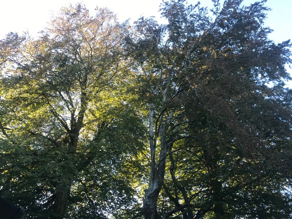 Out of the woods of stale conceptualisation…into the freshness of awareness